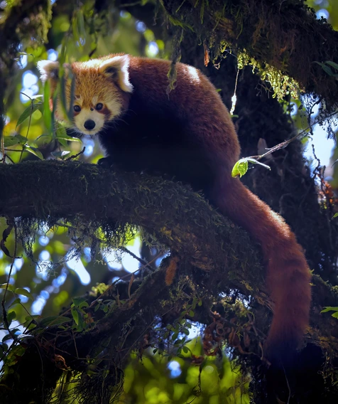 Red Panda Outpost 