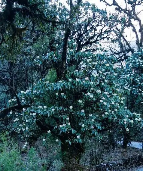 Red Panda Outpost 