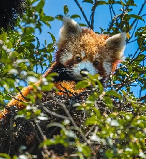 Red Panda Outpost
