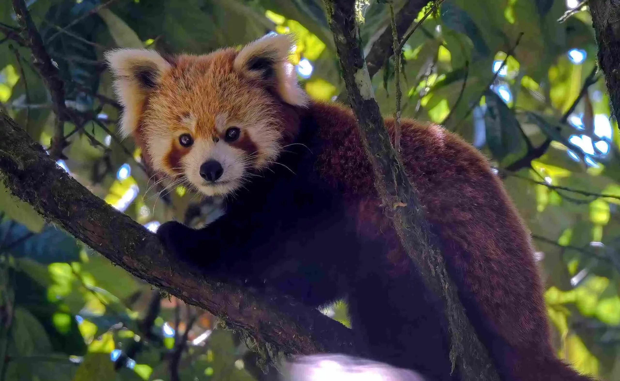 Red Panda Expedition in Singalila National Park Guide