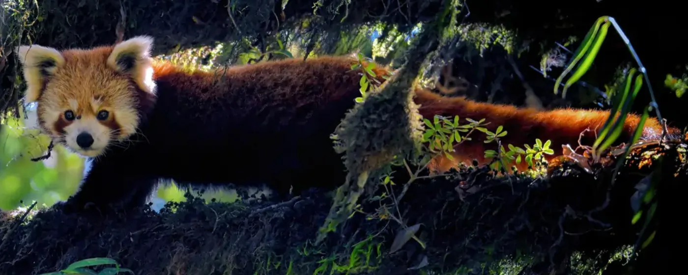Red Panda Thumbnail